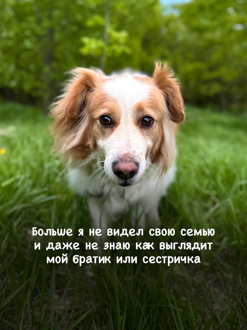 Пушистика Лео бросила бывшая семья, он ищет новый дом в приюте Щербинка 😥 | Приют Щербинка для бездомных животных (собак), Бутово, Москва, ЮЗАО